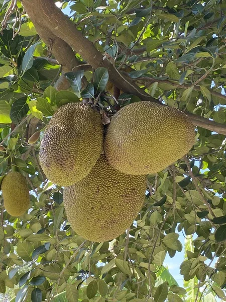 Ripe Jackfruit Fruits Tree — Stock fotografie