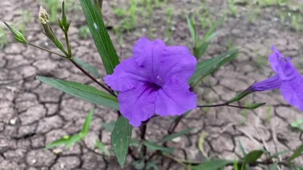 Purple Ruellia Tuberosa Flower Nature Garden — Stock Video