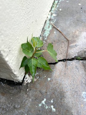 green ficus religiosa leaves on the wall