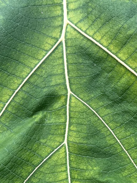 Green Teak Leaf Texture Background — 스톡 사진