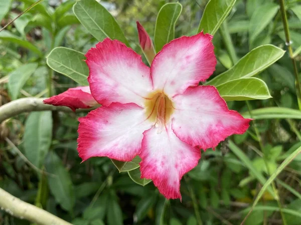 Bahçede güzel pembe bir zambak çiçeği