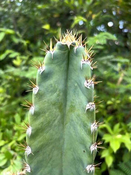 Закрыть Кактусовое Растение — стоковое фото