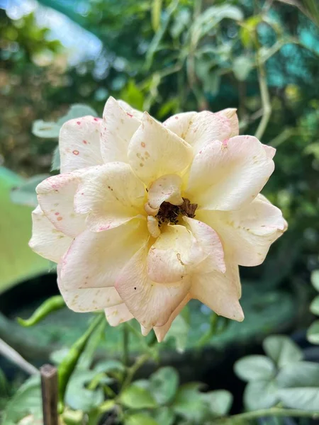 Belas Flores Rosa Jardim — Fotografia de Stock