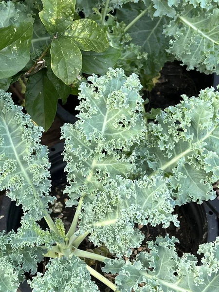 green kale growing in the garden