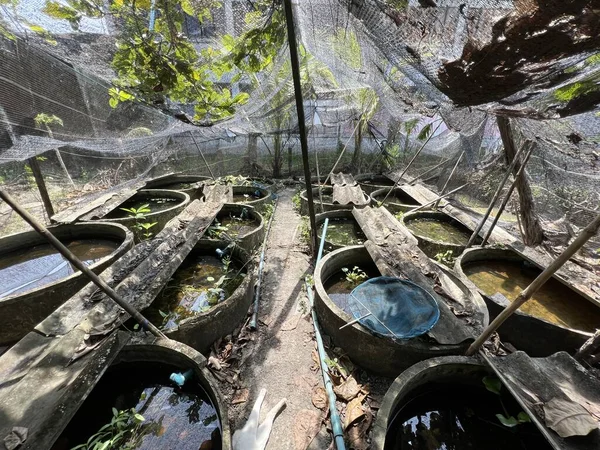 stock image betta fish in country farm