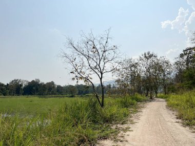 Ağacı ve yolu olan güzel bir manzara.