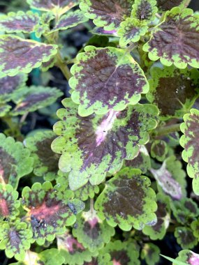 green Plectrantus scutellarioides in the garden