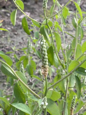 green leaves of a herb plant in the garden