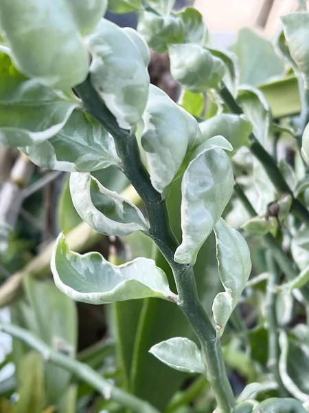 초록빛 피데스 식물의 — 스톡 사진