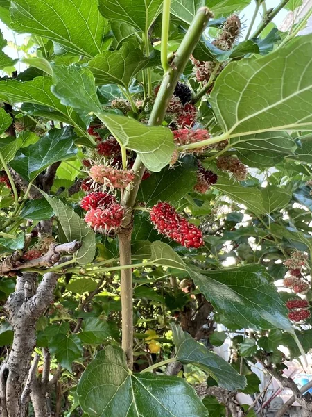 Ripe Mulberry Tree — Foto de Stock