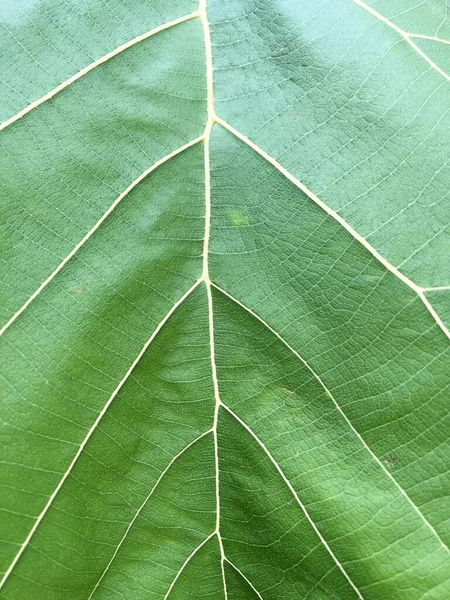Green Teak Leaves Texture Background — Stock Photo, Image