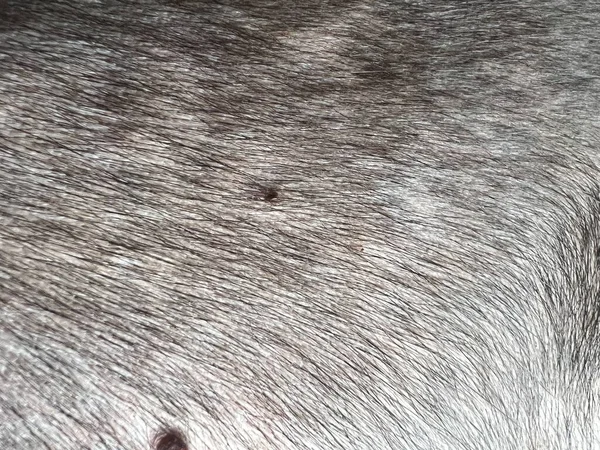 Brown Fur Texture Natural Background — Stockfoto