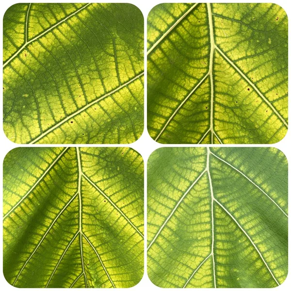 Green Teak Leaves Plant — Fotografia de Stock