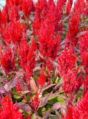 red Celosia Plumosa flower in nature garden