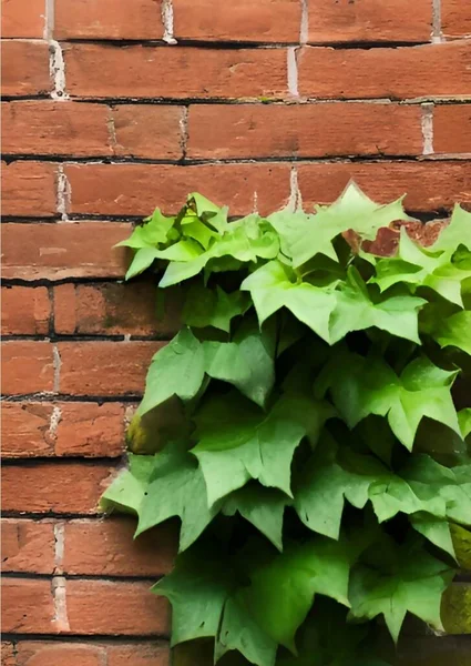 Зелена Плющ Листям Білій Цегляній Стіні — стокове фото