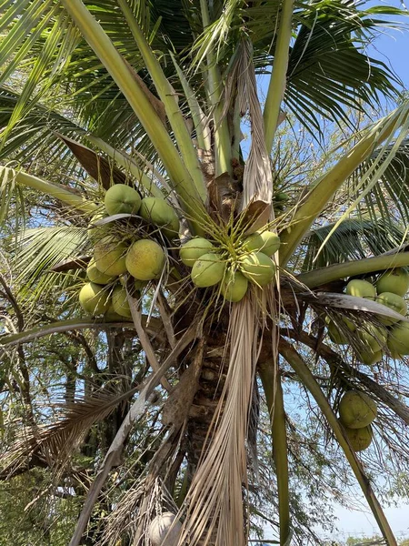 Кокосовое Дерево Зелеными Листьями — стоковое фото
