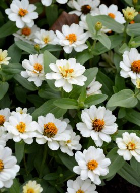 white zinnia flowers in the garden