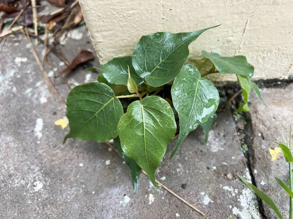 Green Ficus Religiosa Leaves Ground — 图库照片