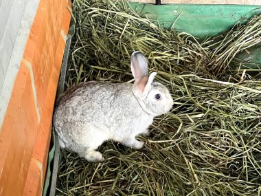 Kafesteki beyaz tavşan