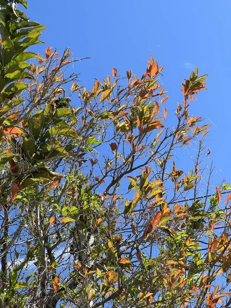 Zielone Liście Drzewa Lesie — Zdjęcie stockowe