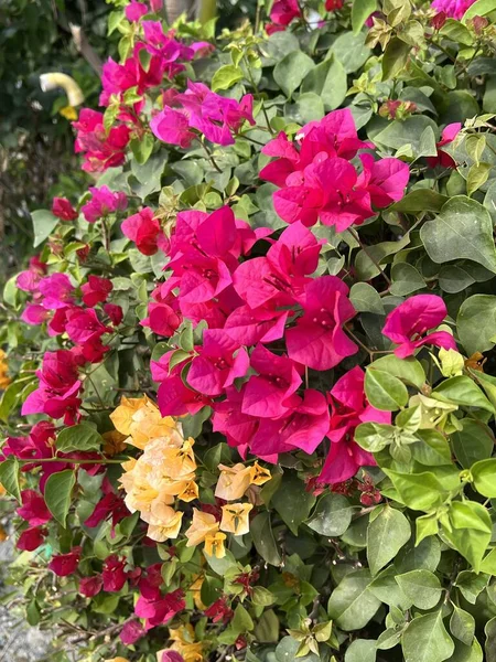 Schöne Bougainvillea Blumen Garten — Stockfoto