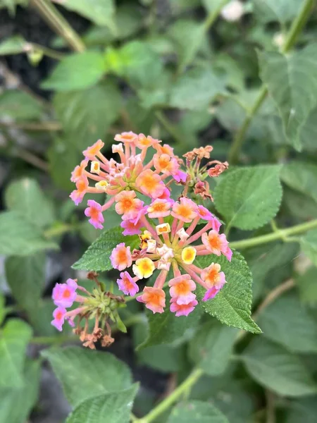 Beautiful Lantana Camara Flowers Garden — Fotografia de Stock