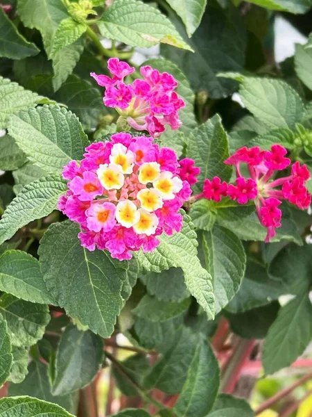 Beautiful Lantana Camara Flowers Garden — Foto de Stock