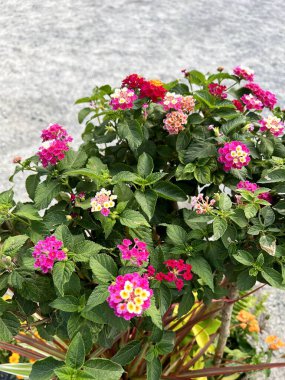 beautiful Lantana camara flowers in the garden