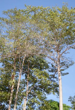 Ormanın güzel manzarası