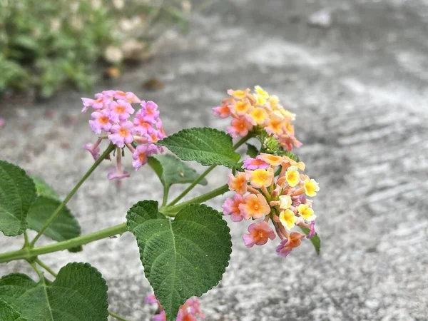 Beautiful Lantana Camara Flowers Garden — Stok fotoğraf