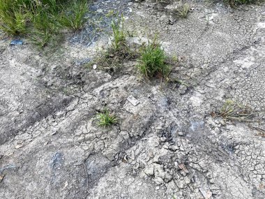 Ormanda yeşil çimenler