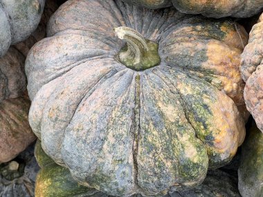 Büyük bir balkabağına yaklaş.