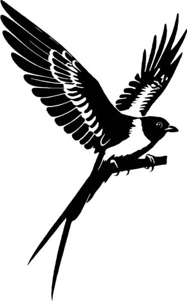 Schwarz Und Weiß Vogelgestalt — Stockfoto