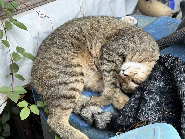 Милий Кіт Лежить Дивані — стокове фото