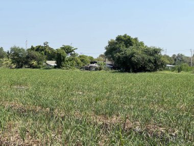 Büyük bir ağaç ve mavi gökyüzü olan yeşil alan.