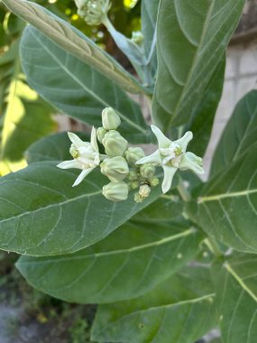 close up of a white milkweed flower in the garden
