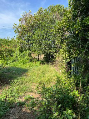 Kırsaldaki yeşil orman