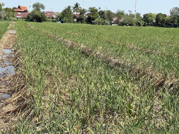 Green Grass Large Field Wheat — Stock Fotó