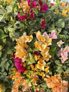 Bahçedeki güzel begonviller