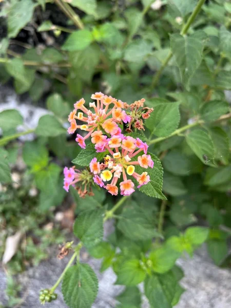 Beautiful Lantana Camara Flowers Garden — Stok fotoğraf