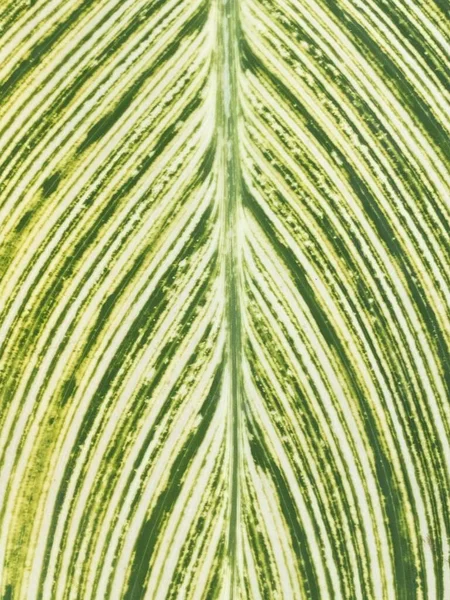 Зеленые Листья Фона Тропическая Флора — стоковое фото
