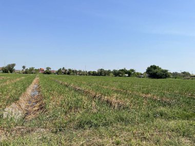 Ağaçlarla kaplı güzel bir manzara.