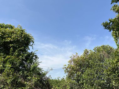 Ormanda yeşil ağaçlar