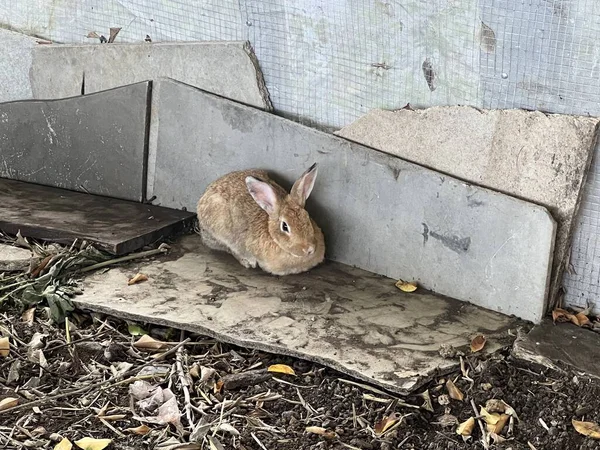 Small Rabbit Ground — Foto de Stock