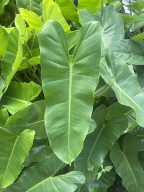 green arum leaves in the garden