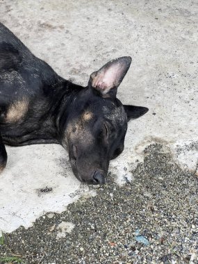 Şirin bir köpeğin yakın plan fotoğrafı.