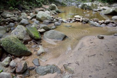 Ormandaki nehrin güzel manzarası