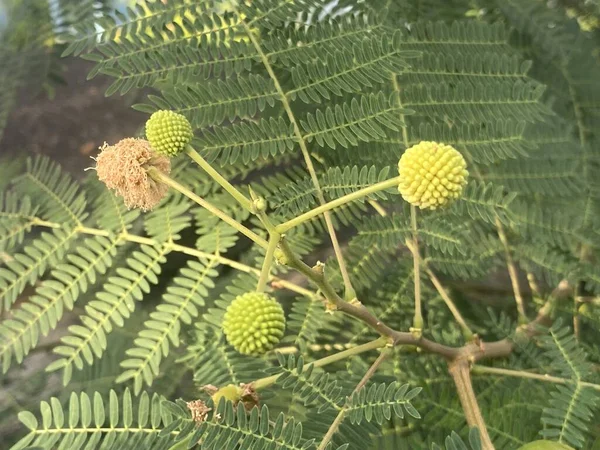 stock image green leucaena glauca leaves of a tree