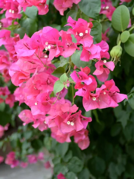 Belas Flores Bougainvillea Rosa Jardim — Fotografia de Stock