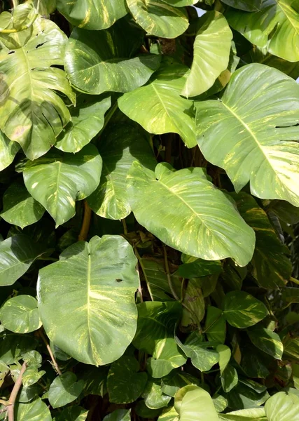 Grüne Philodendronblätter Einer Pflanze — Stockfoto
